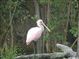 Puerto Rico Zoo Dr Juan A. Rivero  - MAYAGÜEZ